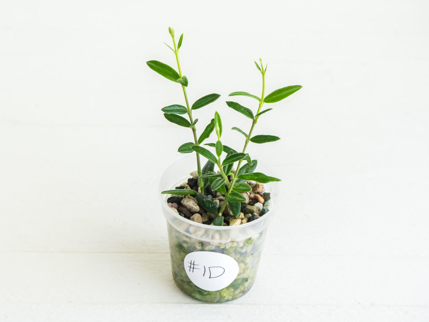 Hoya engleriana (Vietnam) | 2-Inch