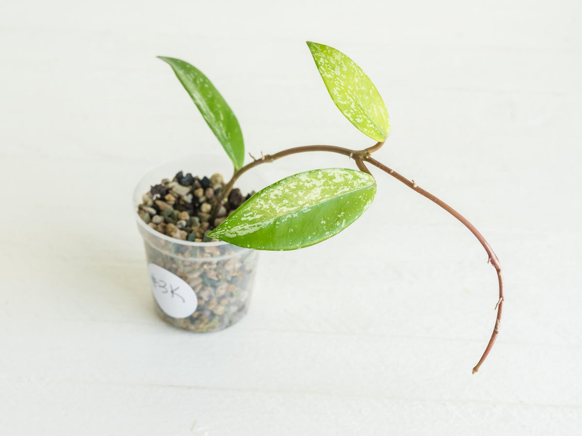 Hoya pubicalyx (Splash) | 2-Inch