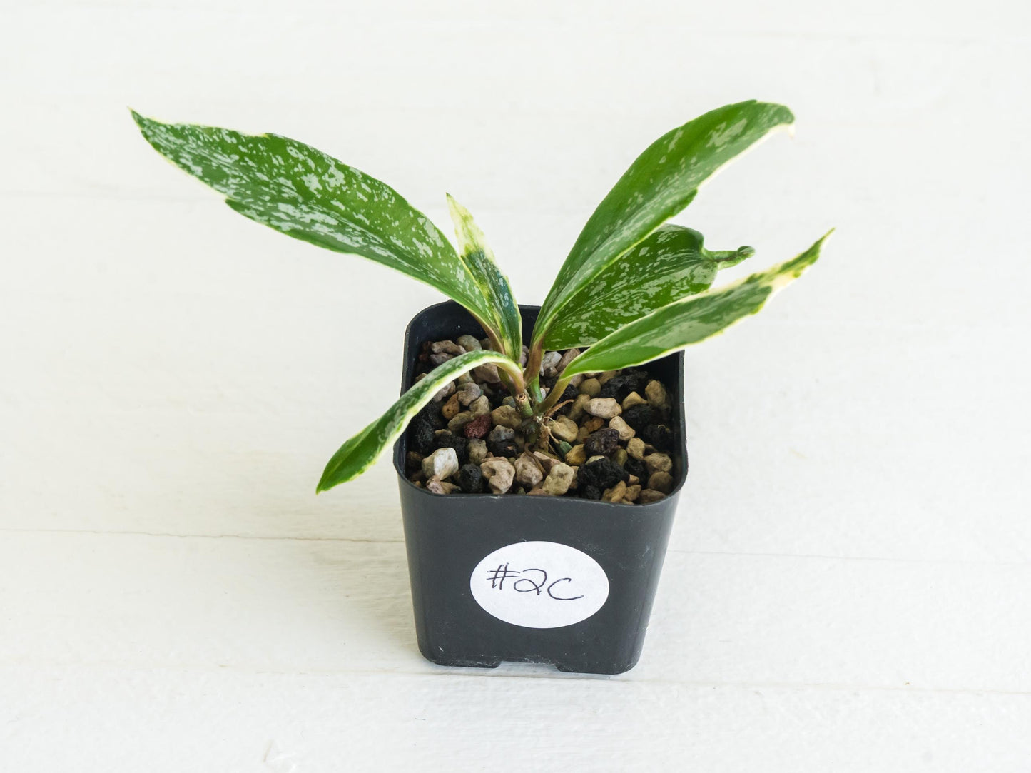Hoya pubicalyx (Albo, Splash) | 2-Inch