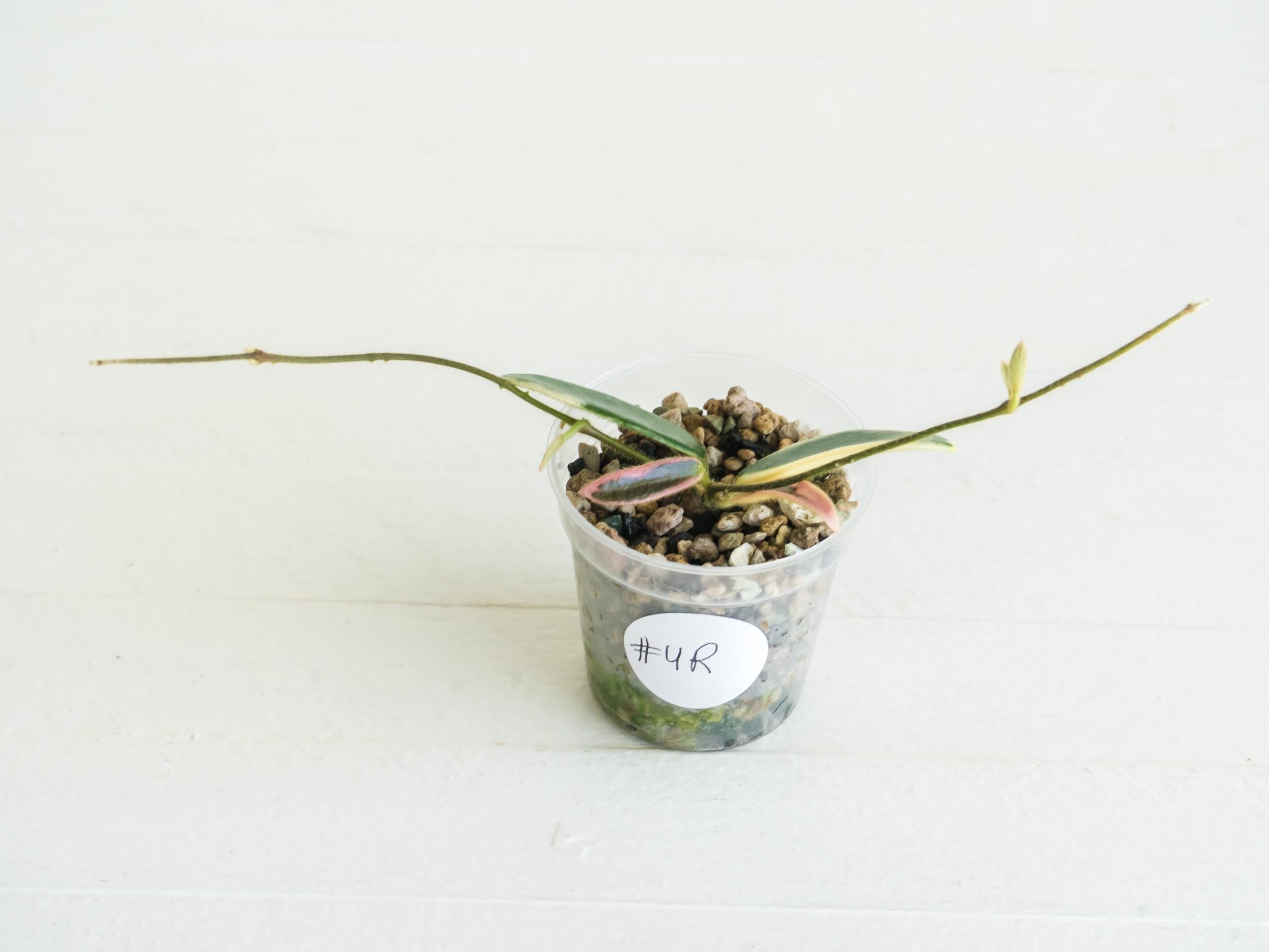 Hoya lyi 'Prism' (Pink Flower) Rooted Cutting for Sale – Hoya