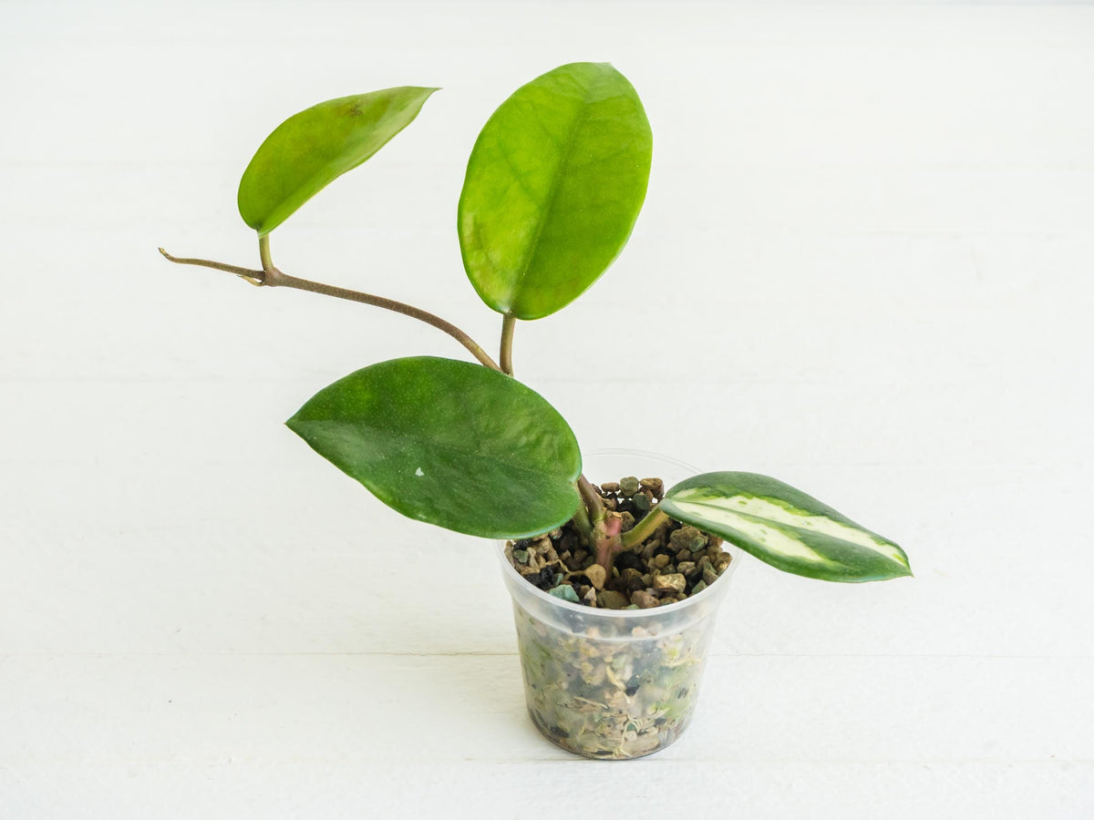 Reverted Hoya carnosa 'Madara Green Edge' | 2-Inch
