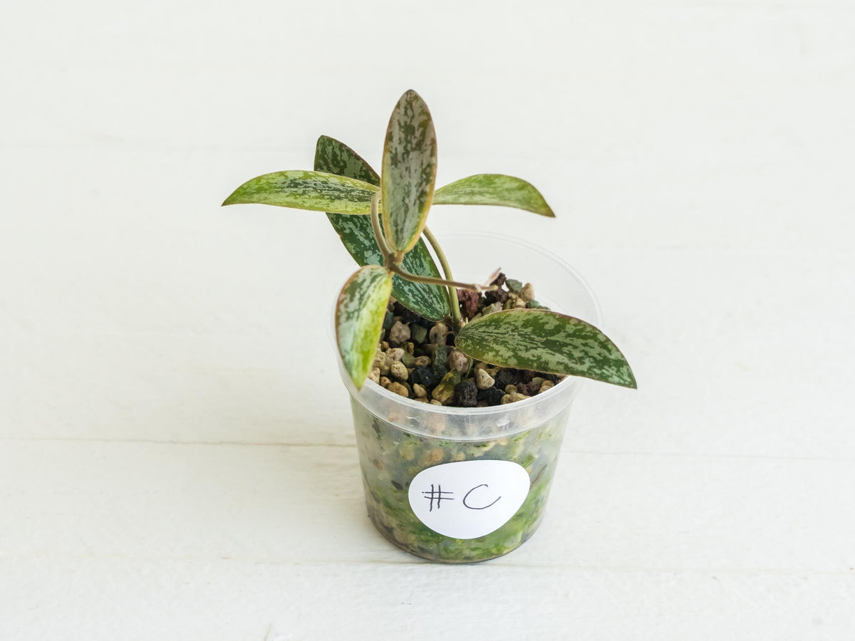 Hoya sigillatis (Outer Variegated / Albo) | 2-Inch
