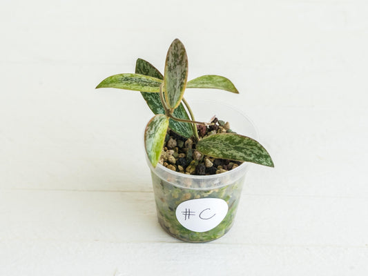 Hoya sigillatis (Outer Variegated / Albo) | 2-Inch