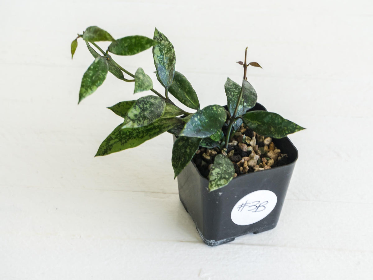 Hoya lacunosa ‘Royal Flush’ | 2-Inch