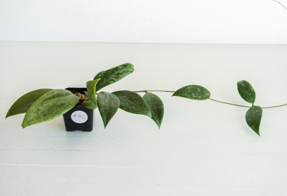 Hoya 'Strawberry Matcha' (UPT008) | 2-Inch