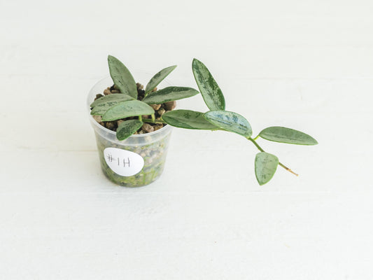 Hoya lima (Silver) | 2-Inch