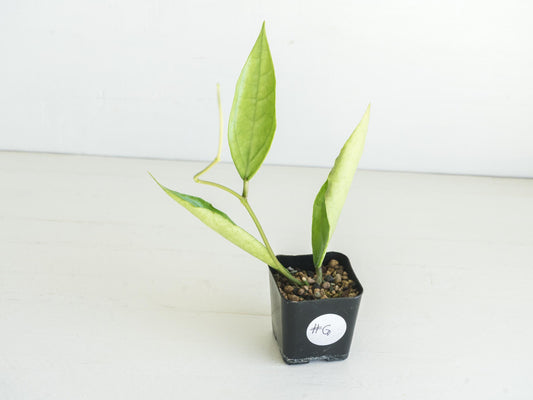 Hoya Germany (Silver) | 2-Inch