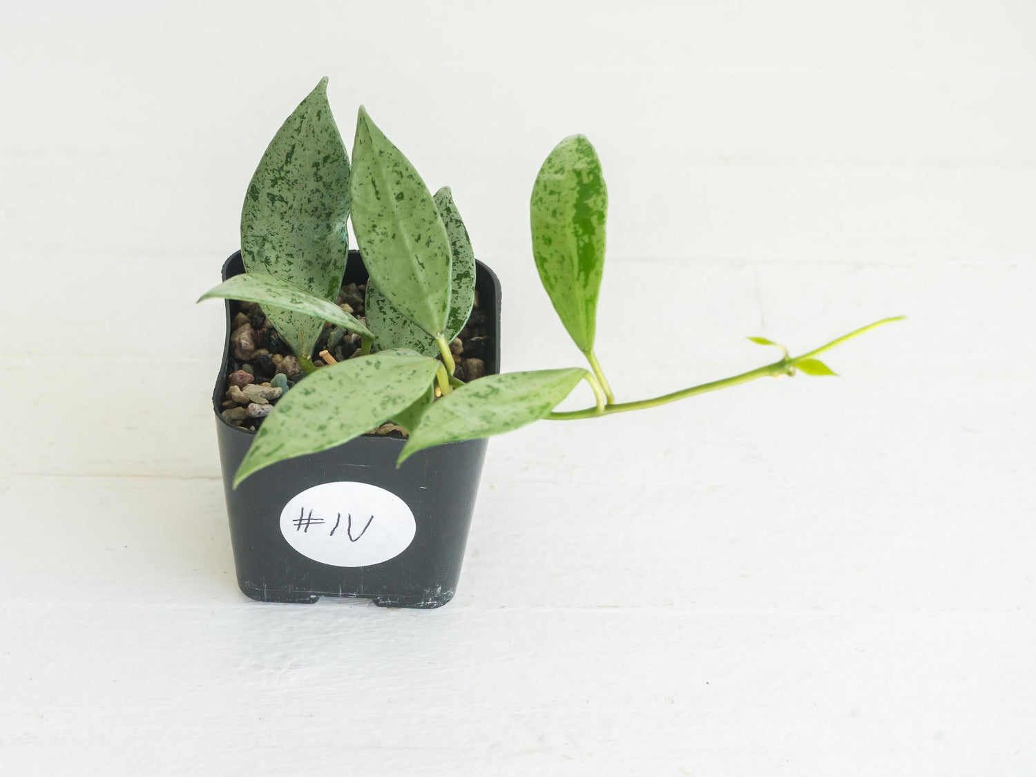 Hoya lacunosa 'Silver Lime' | 2-Inch