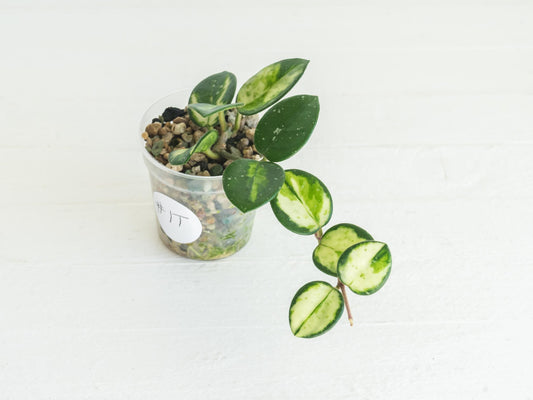 Hoya 'Mathilde' (Inner Variegated) | 2-Inch