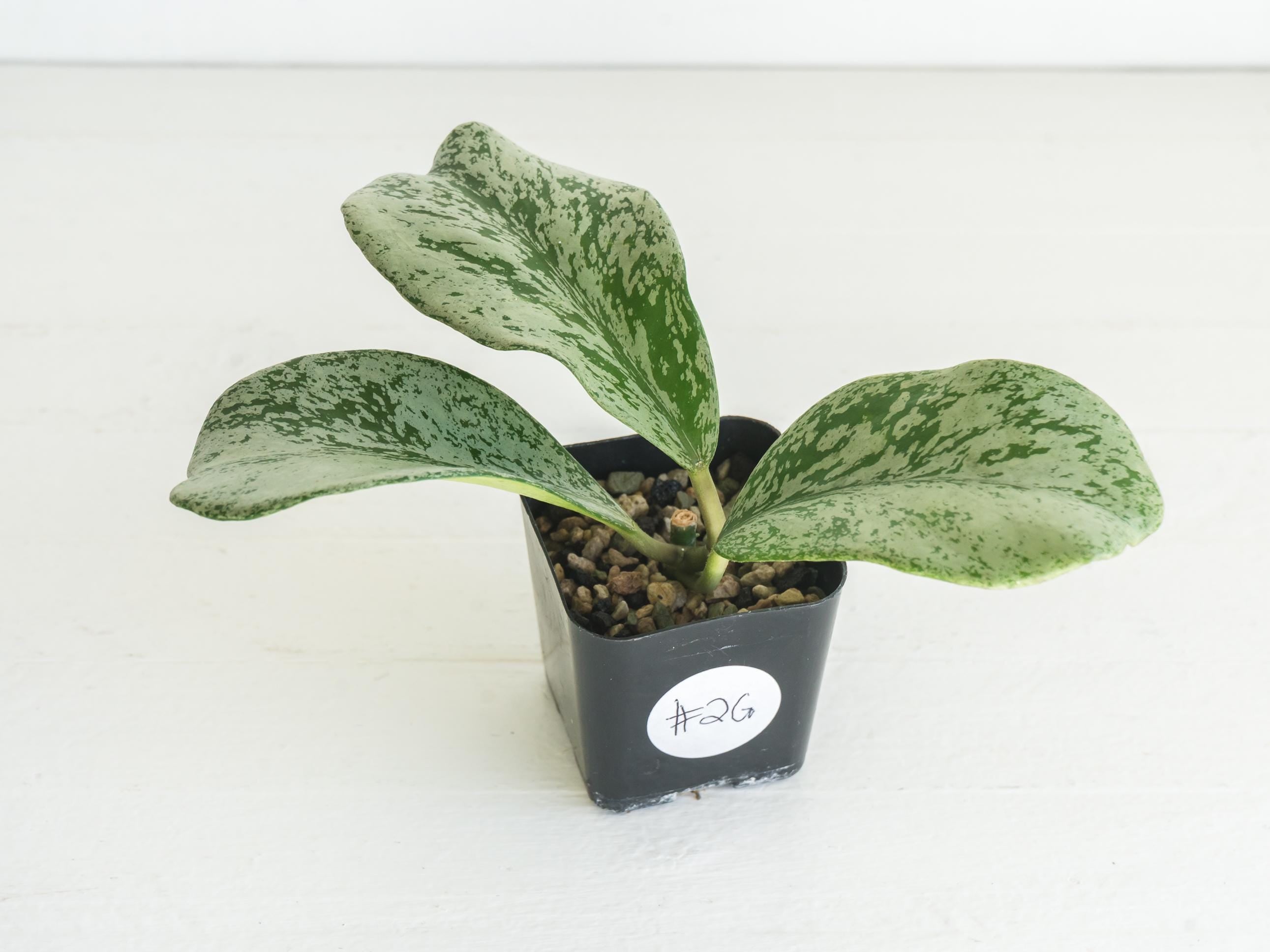 Hoya chiang dao (Silver) Rooted Cutting | Hoya Treasures