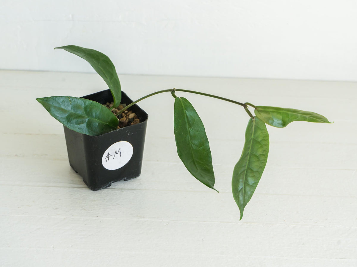 Hoya megalaster | 2-Inch