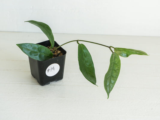 Hoya megalaster | 2-Inch