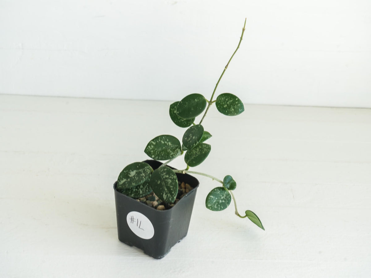 Hoya 'Mathilde' (Splash) | 2-Inch