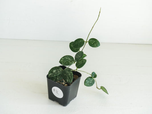 Hoya 'Mathilde' (Splash) | 2-Inch