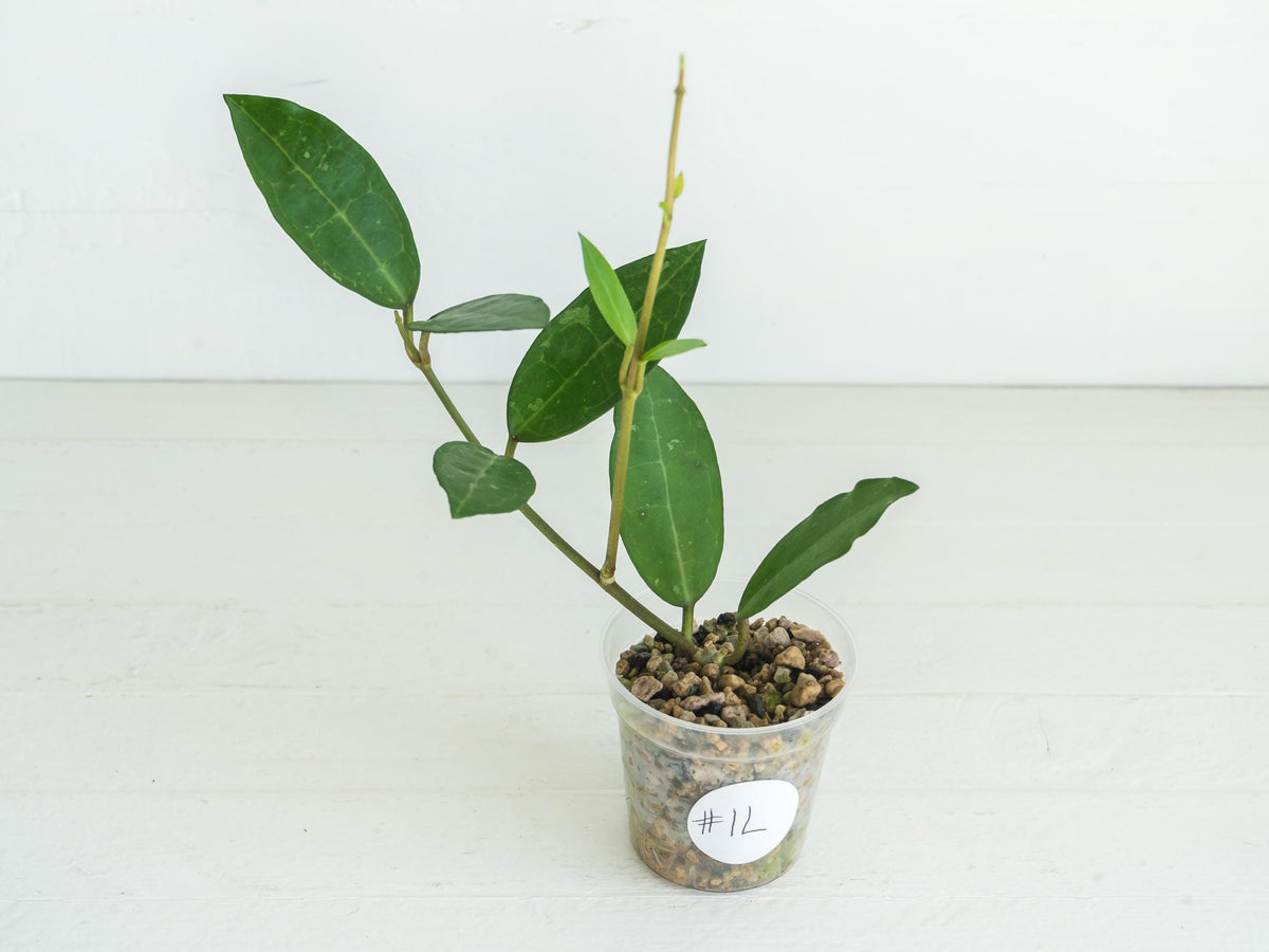 Hoya Elliptica | 2-Inch
