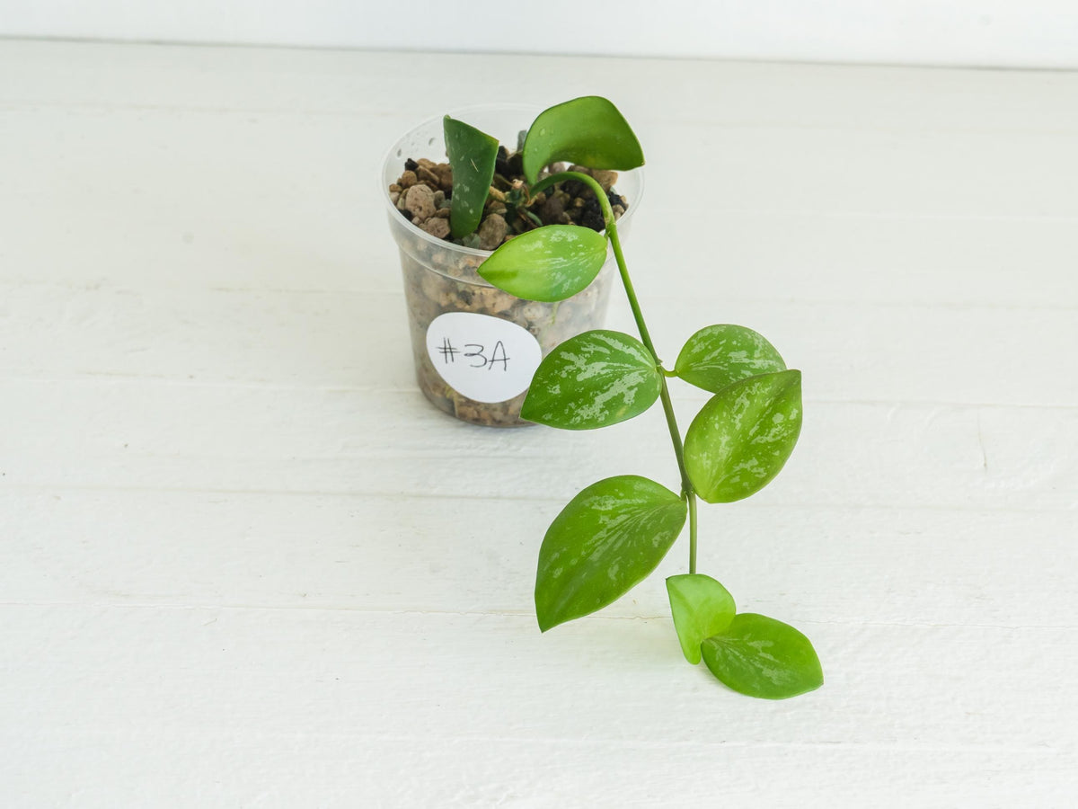 Hoya collina (IR-26) | 2-Inch