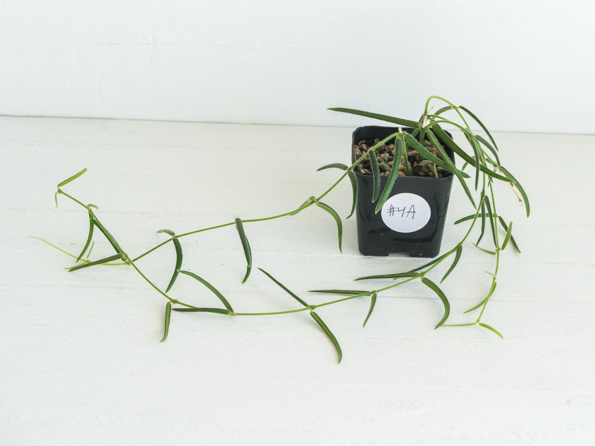 Hoya linearis | 2-Inch