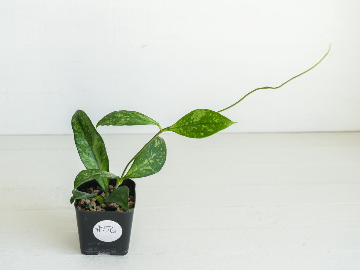 Hoya crassipetiolata (Splash) | 2-Inch