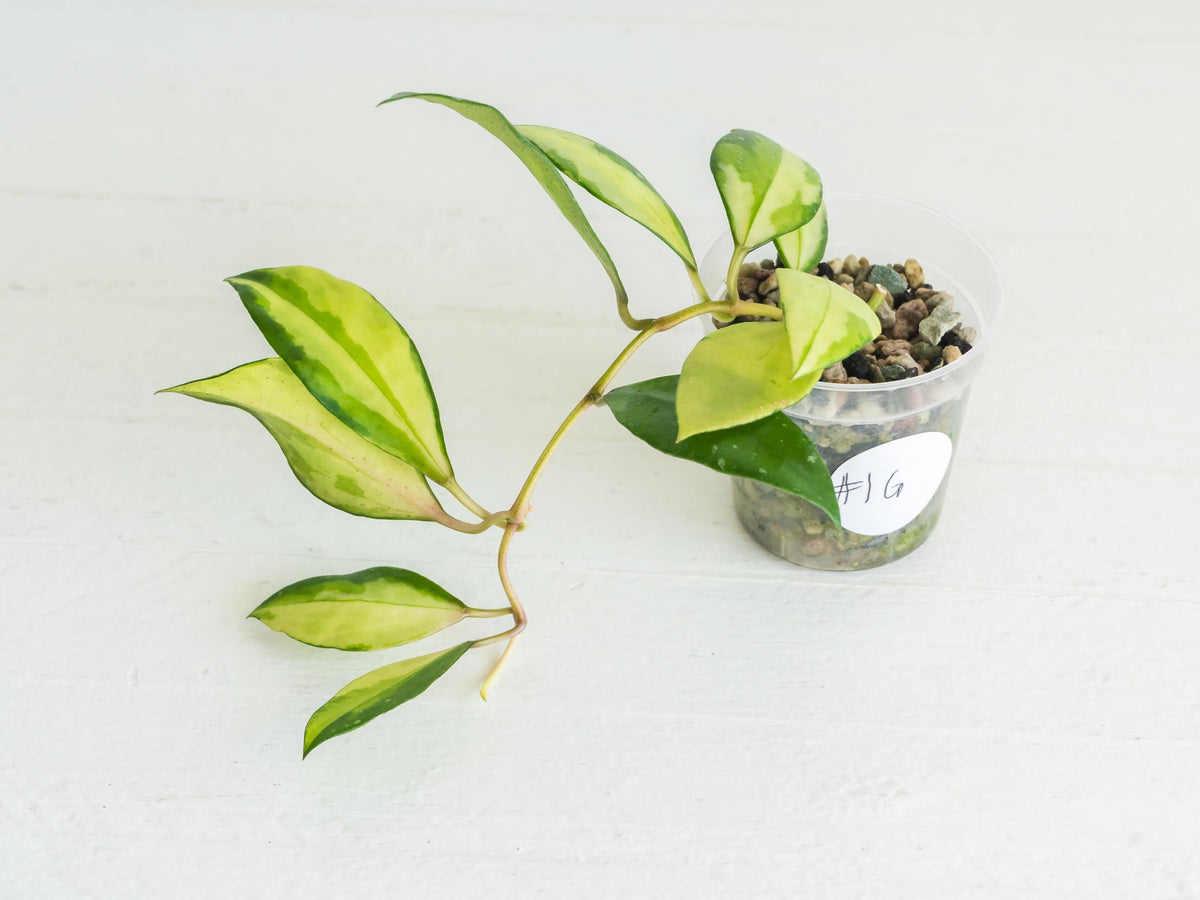 Hoya walliniana (Inner Variegated) | 2-Inch