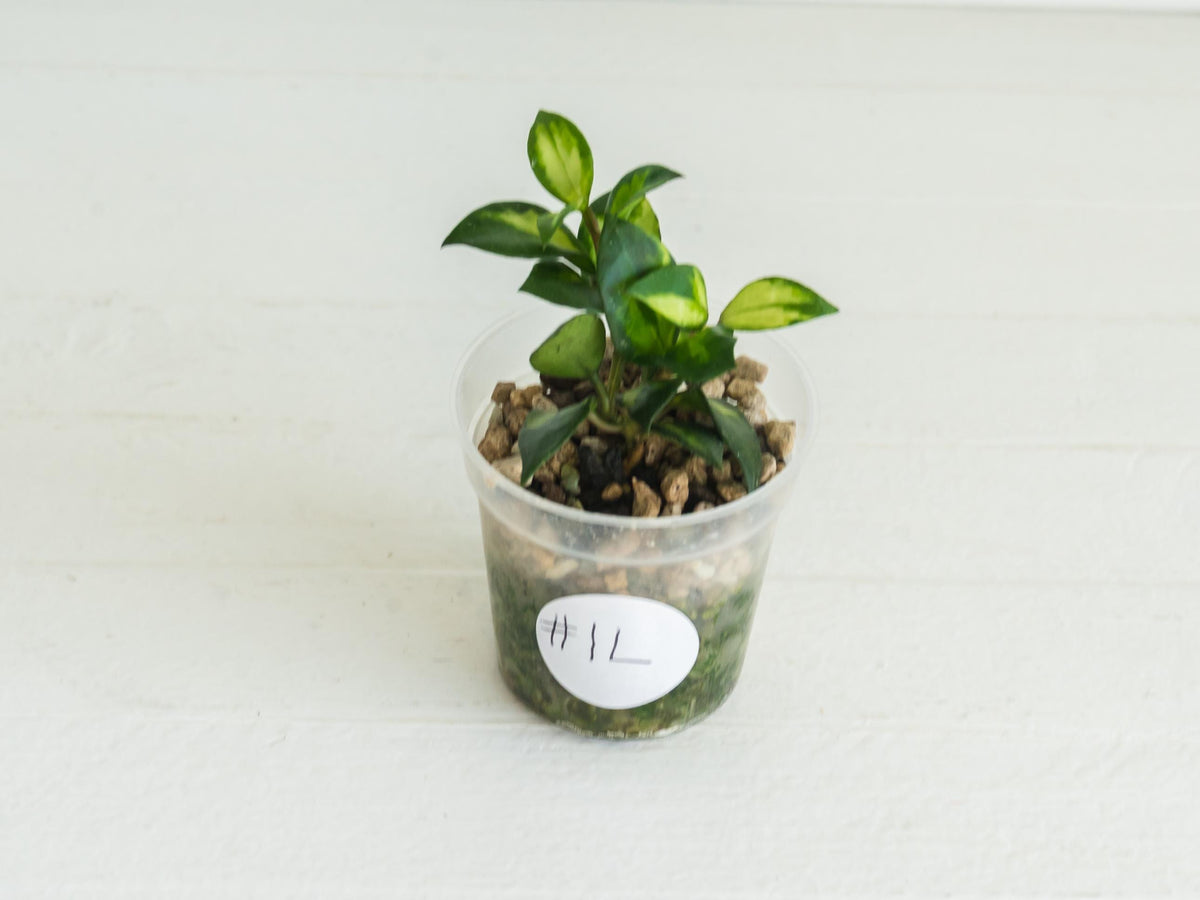 Hoya lacunosa 'Tricolor Bruno' | 2-Inch