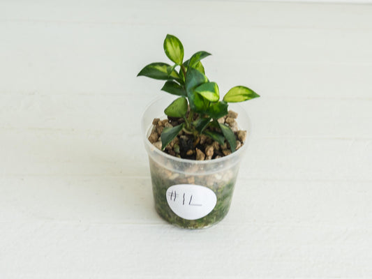 Hoya lacunosa 'Tricolor Bruno' | 2-Inch
