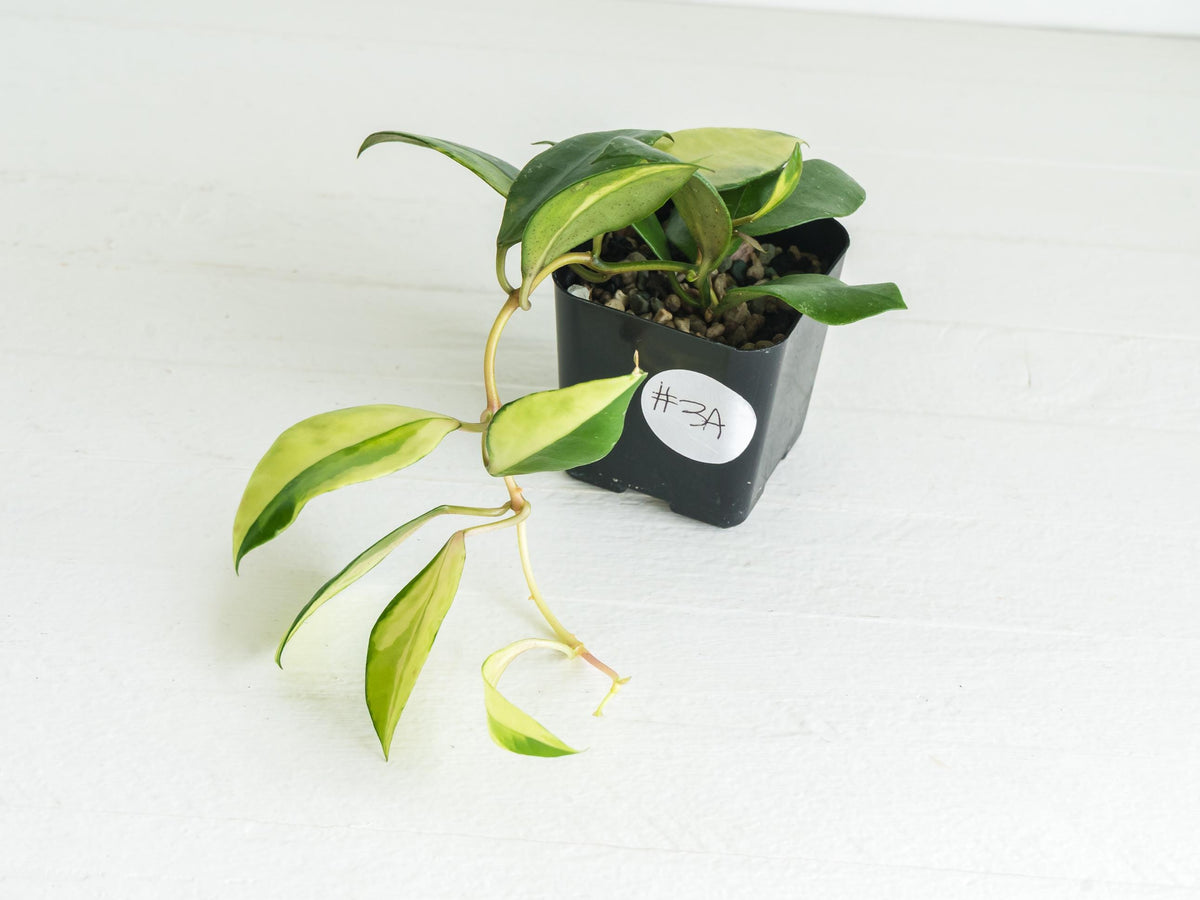 Hoya walliniana (Inner Variegated) | 2-Inch