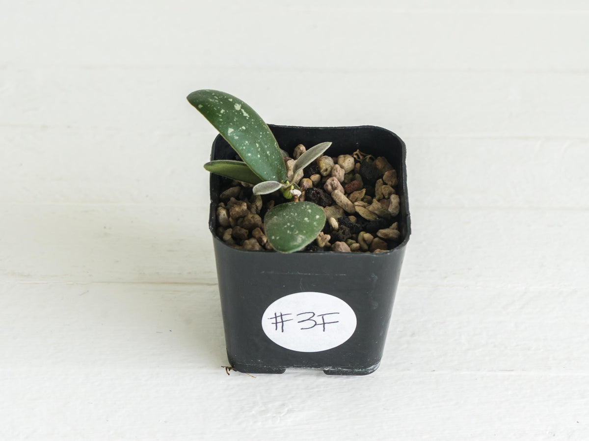 Hoya GPS-7240 | 2-Inch