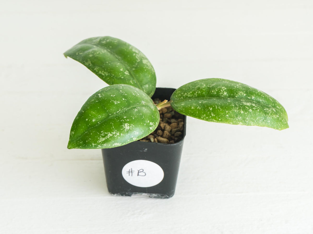 Hoya Borneo (Splash) | 2-Inch