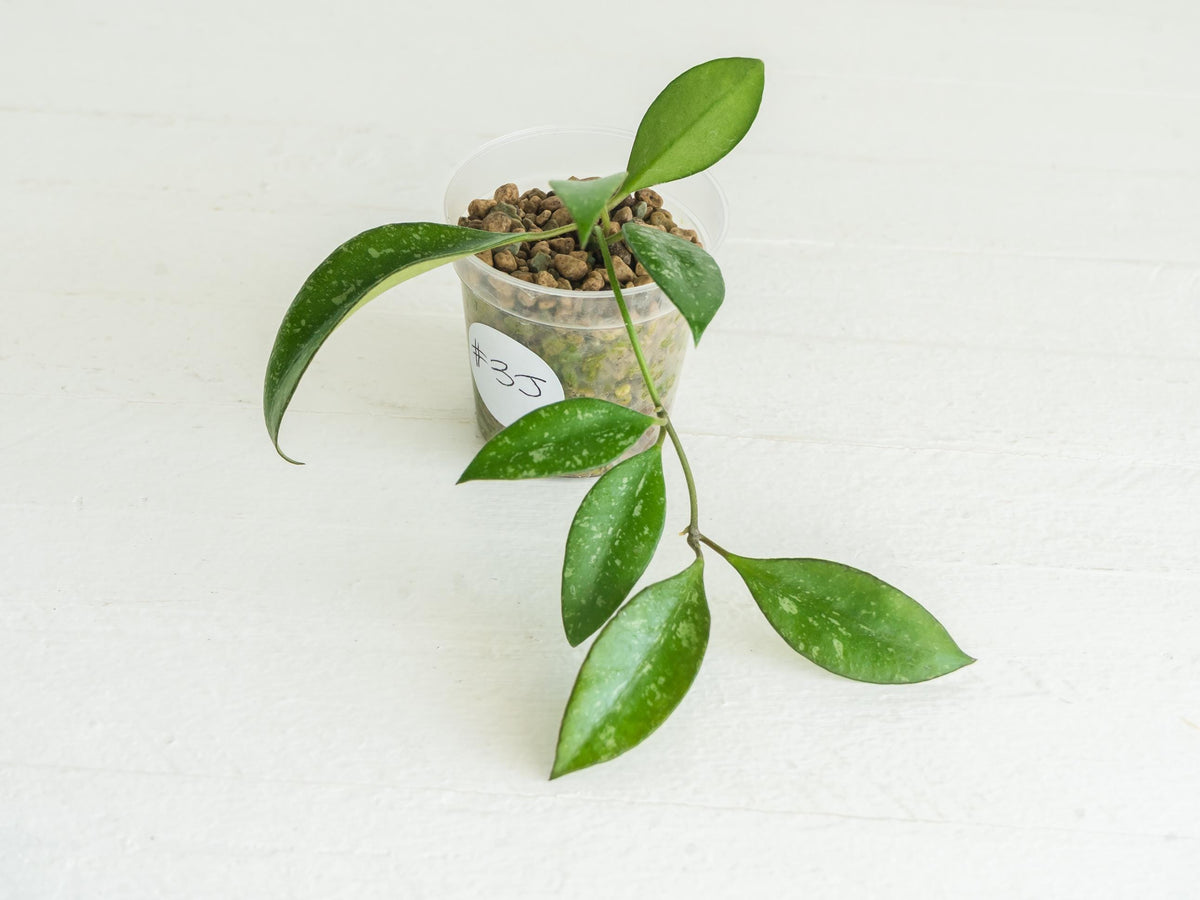 Hoya ‘Rosita’ (Splash) | 2-Inch