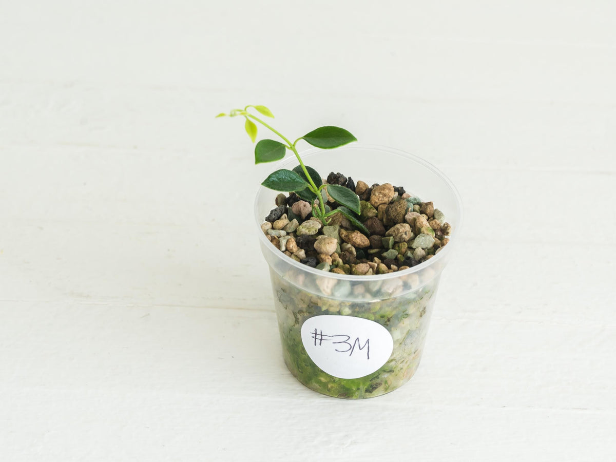 Hoya papua (PNG IM-08) | 2-Inch