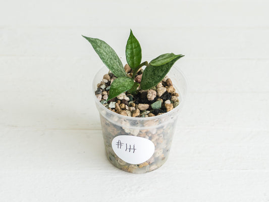 Hoya lacunosa 'White Pearl' | 2-Inch