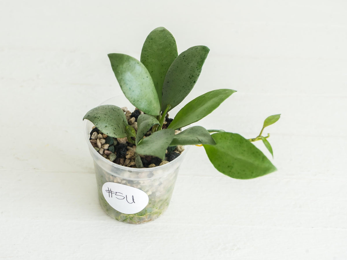 Hoya lacunosa 'Silver Mint Coin'