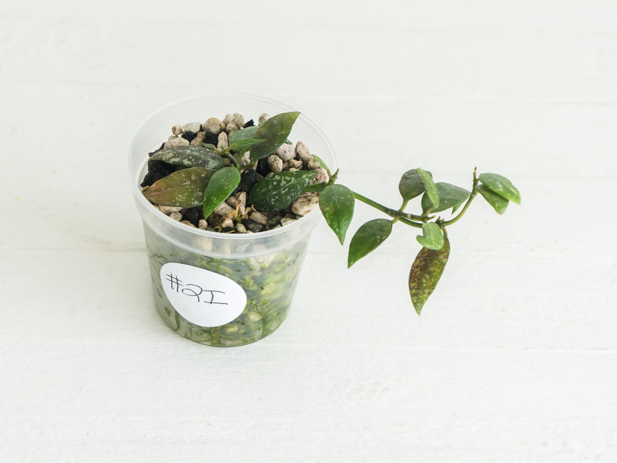 Hoya lacunosa 'Perangin Durian' IML-1896 | 2-Inch