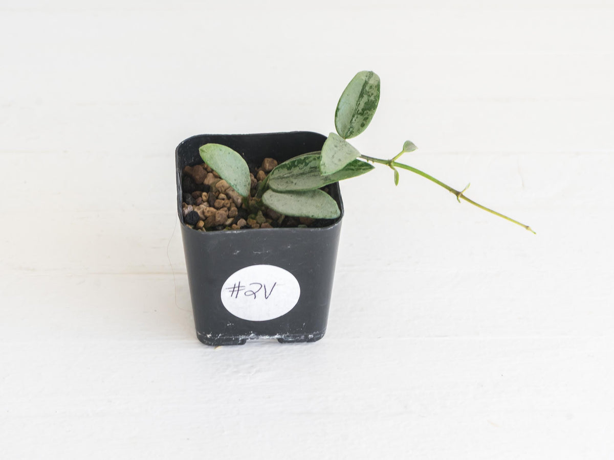 Hoya lima (Silver) | 2-Inch