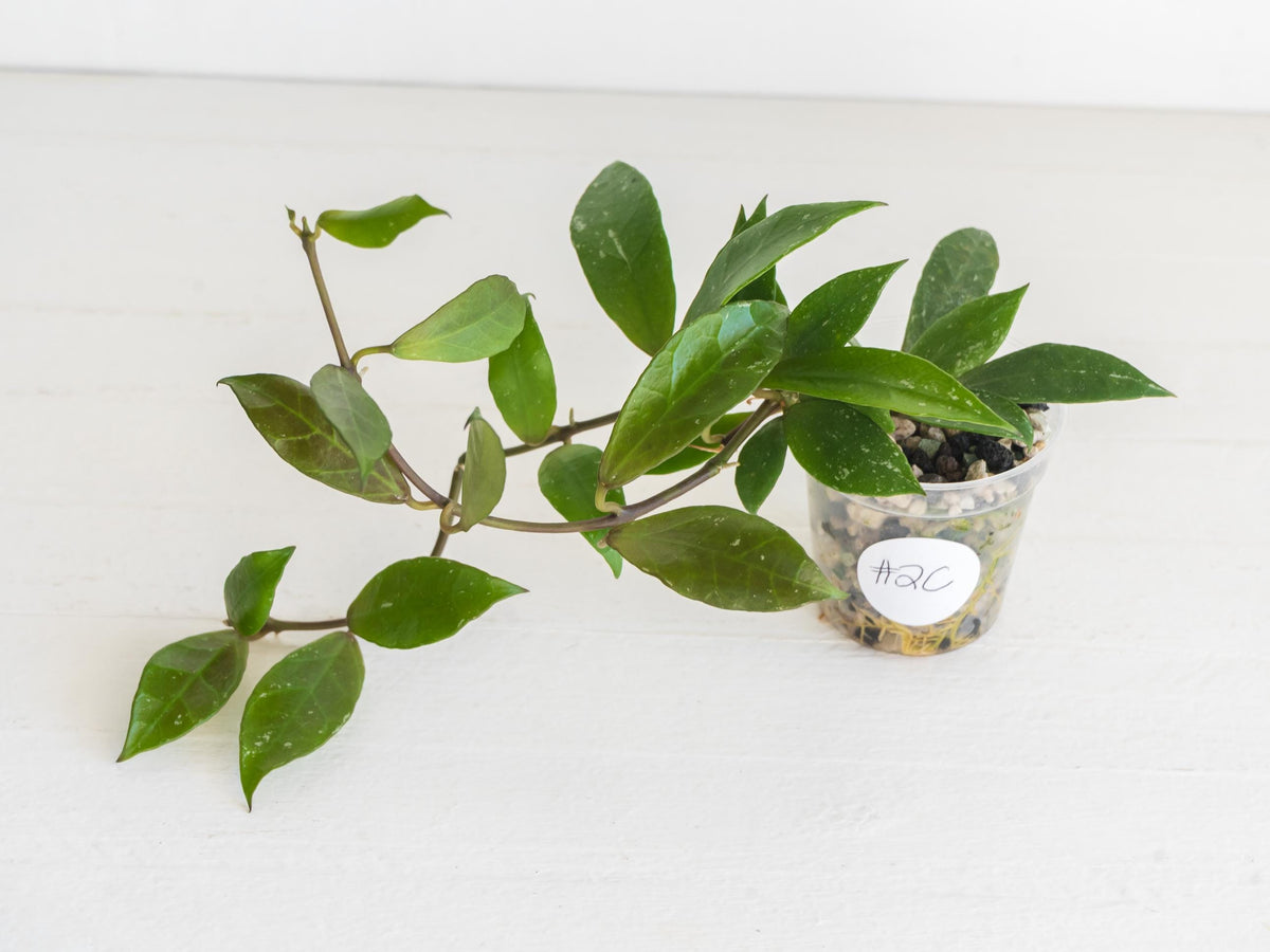 Hoya 'Rebecca' | 2-Inch