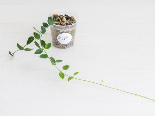 Hoya pulleana (IM-02) | 2-Inch