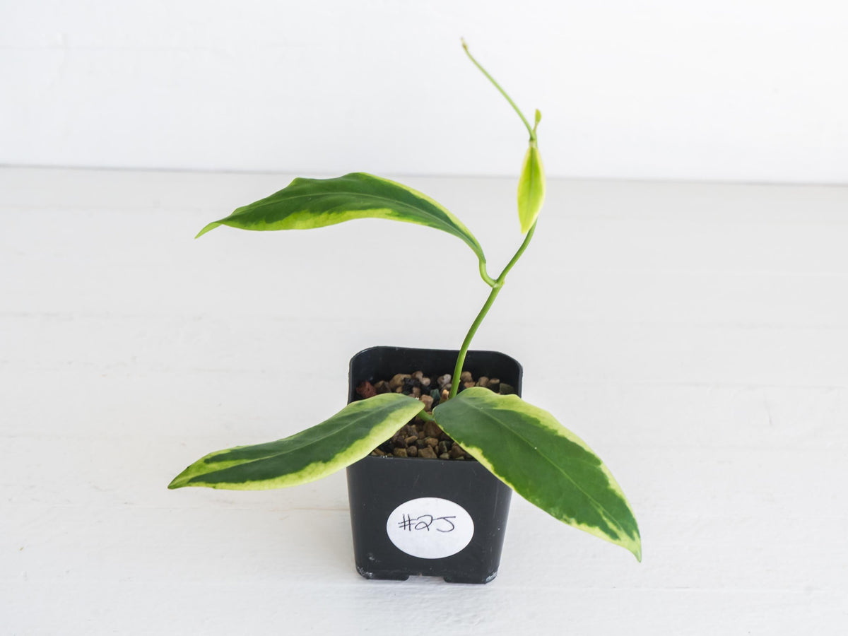 Hoya pimenteliana (Albo / Outer Variegated) | 2-Inch