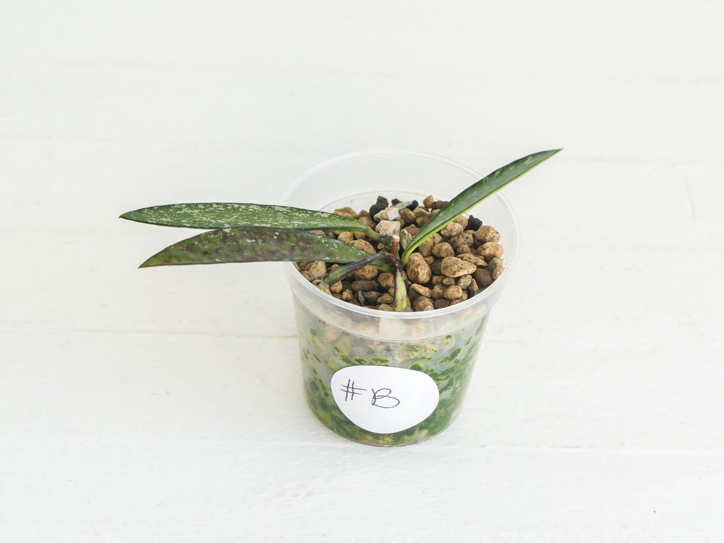 Hoya verticillata (Tanggamus Bamboo) | 2-Inch