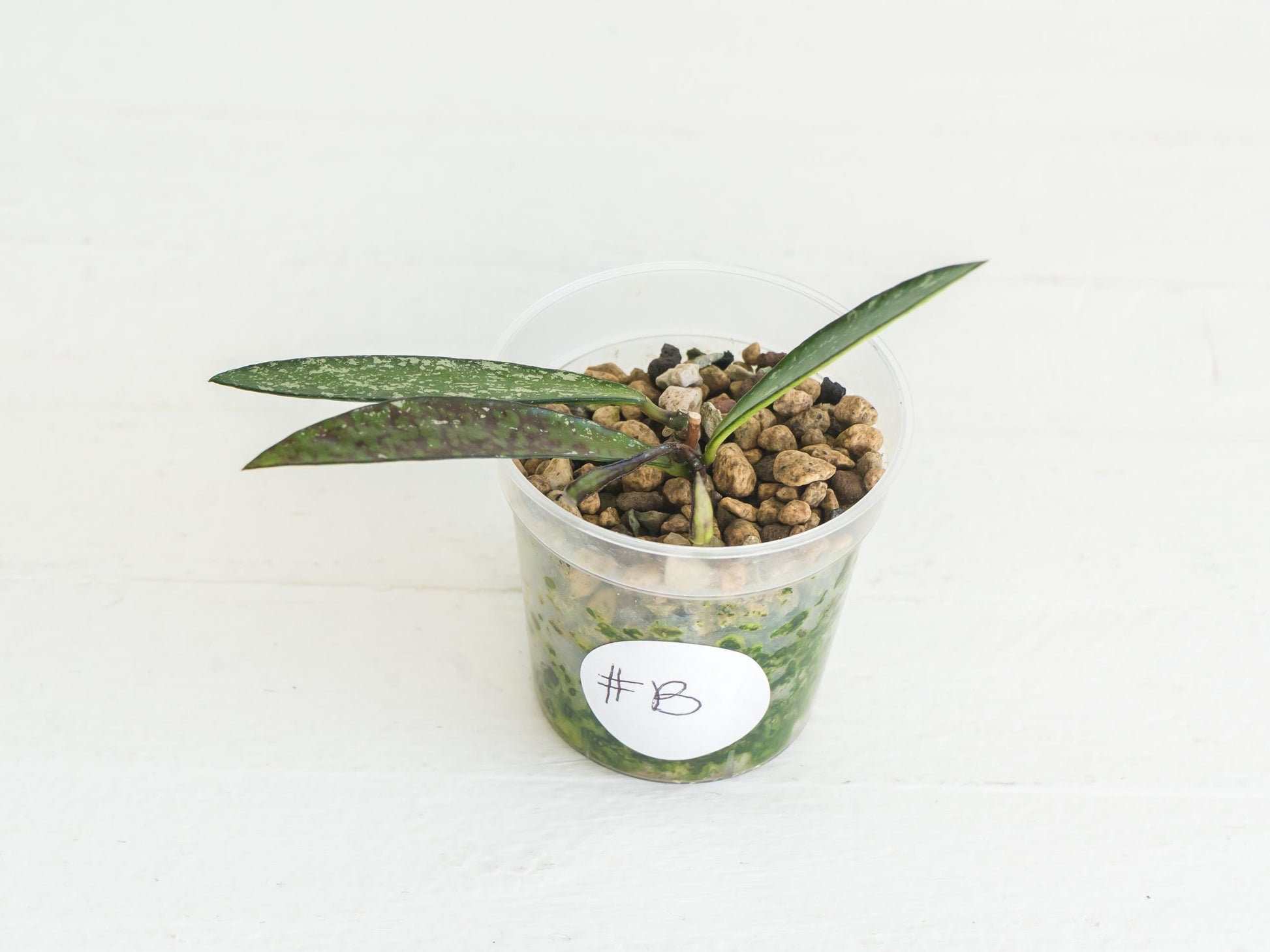 Hoya verticillata (Tanggamus Bamboo) | 2-Inch