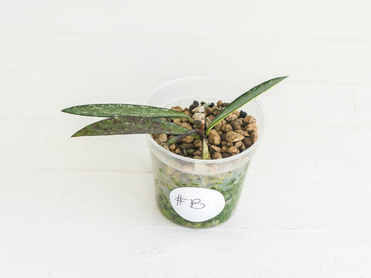 Hoya verticillata (Tanggamus Bamboo) | 2-Inch