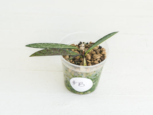 Hoya verticillata (Tanggamus Bamboo) | 2-Inch
