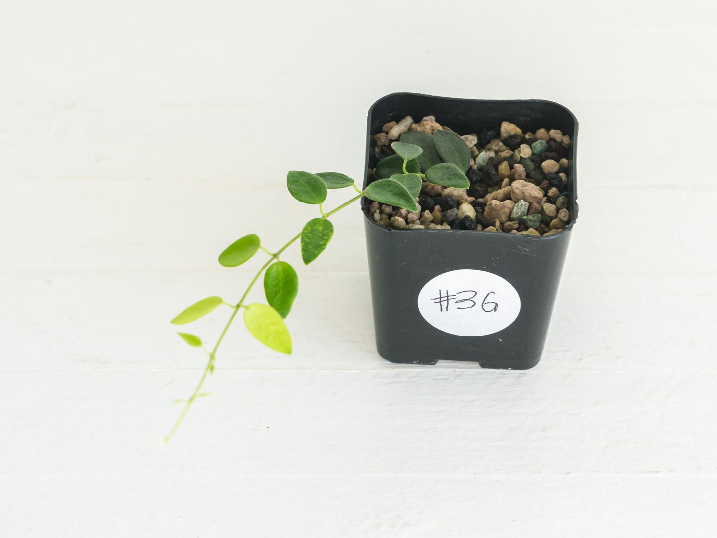 Hoya pulleana (IM-02) | 2-Inch