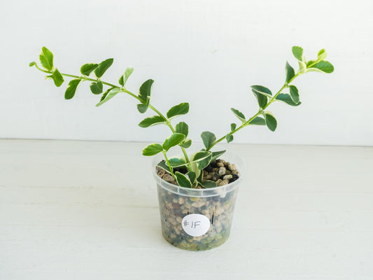 Hoya cumingiana (Albo | Outer Variegated) | 3-Inch