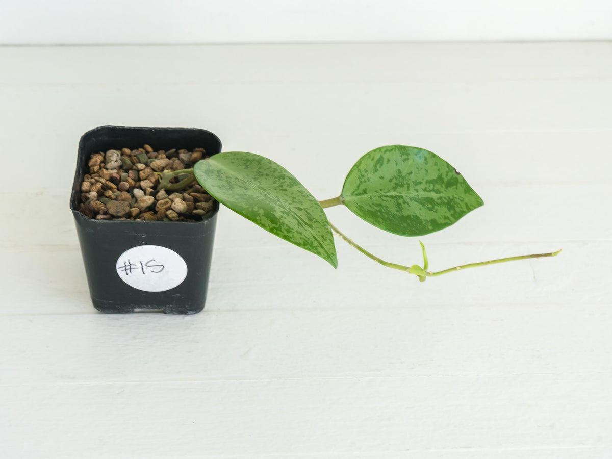 Hoya 'Rime' (Splash) | 2-Inch