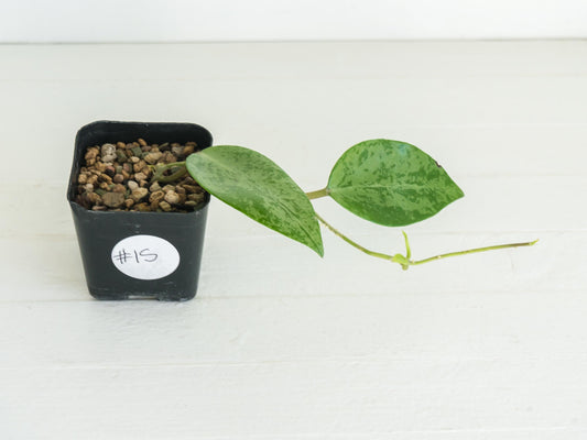 Hoya 'Rime' (Splash) | 2-Inch