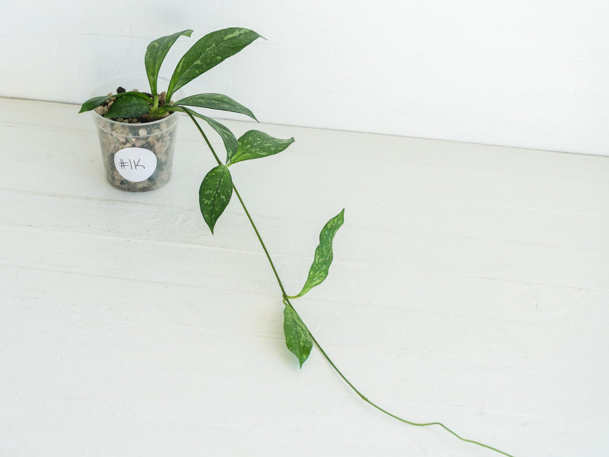 Hoya crassipetiolata (Splash) | 2-Inch