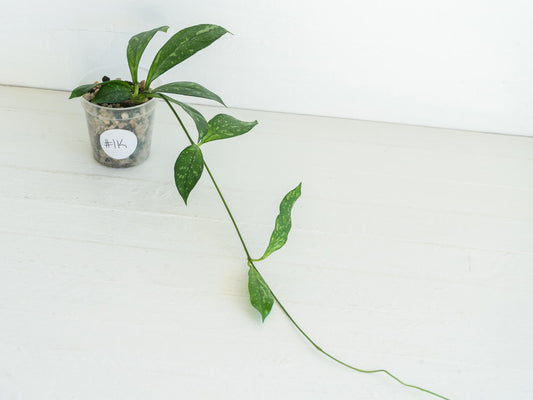 Hoya crassipetiolata (Splash) | 2-Inch