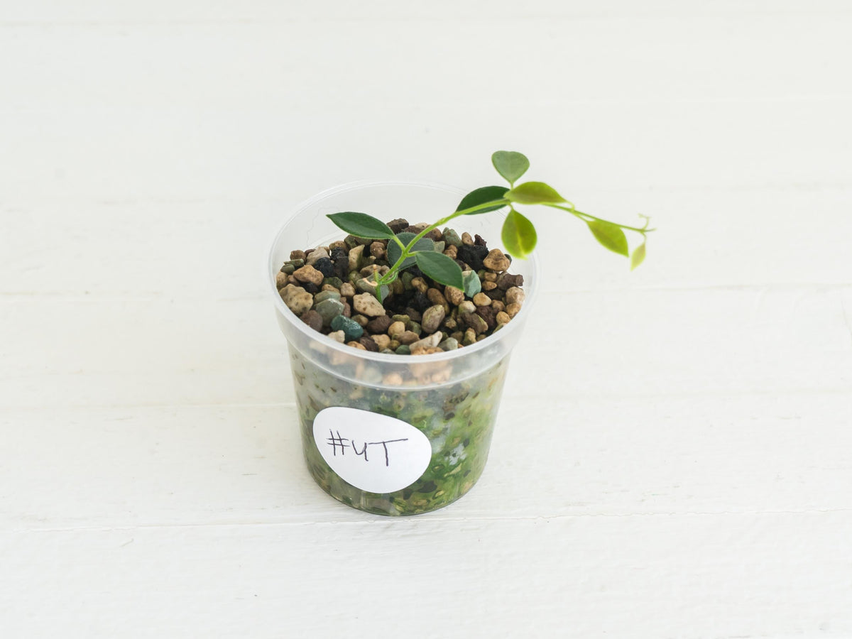 Hoya papua (PNG IM-08) | 2-Inch
