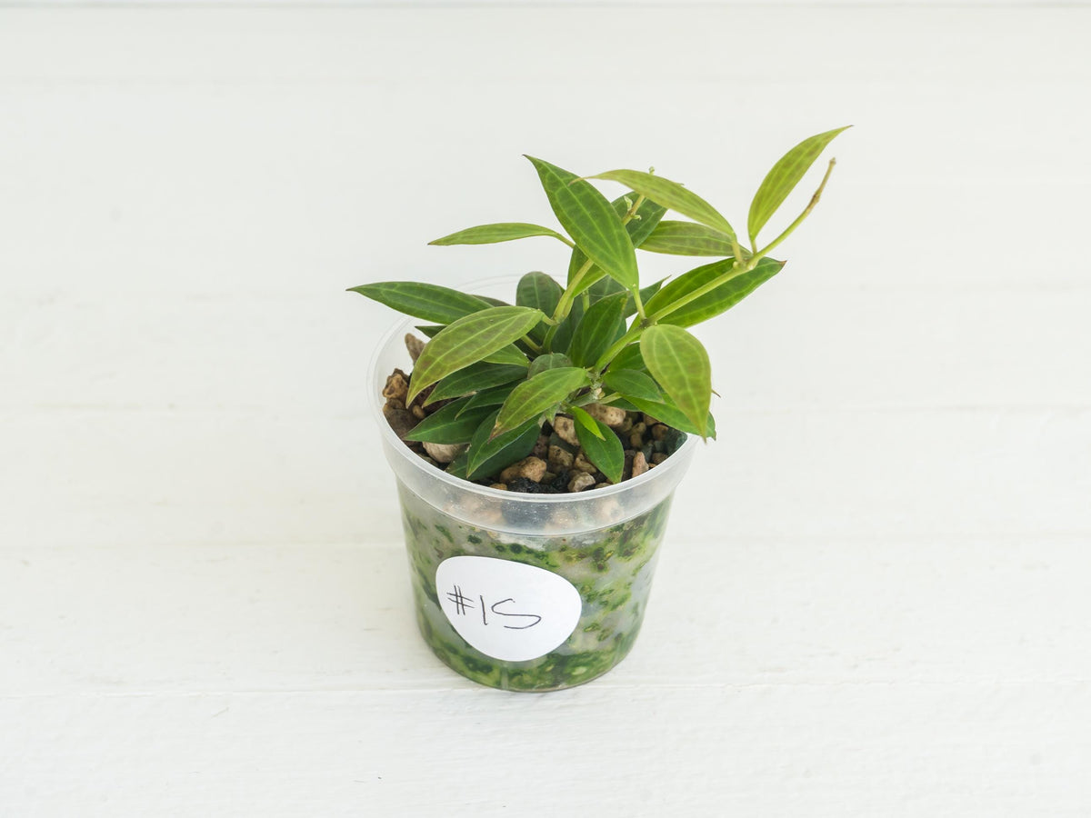 Hoya Microdwarf | 2-Inch