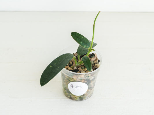 Hoya lyi (uncommon variety aka China) | 2-Inch